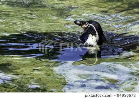 Swimming humboldt penguin (Spheniscus humboldti) 94956678