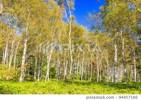 Yachiho Kogen White birch colony and Yachiho Lake 94957166
