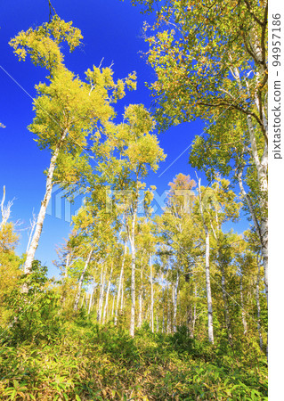 八千穗高原白樺群落和八千穗湖 八千穗高原白樺群落和八千穗湖 94957186