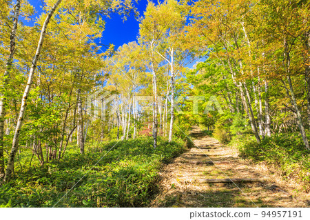 Yachiho Kogen White birch colony and Yachiho Lake 94957191