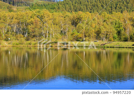 八千穗高原白樺群落和八千穗湖 八千穗高原白樺群落和八千穗湖 94957220