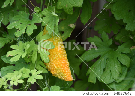 Bitter gourd hidden in the shadows Bitter gourd hidden in the shadows 94957642