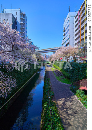 春天從東京多摩市落合一丁目小田川看西側一排櫻花樹 春天從東京多摩市落合一丁目小田川看西側一排櫻花樹 94957751