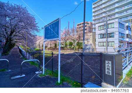 View of cherry blossom trees on the west side from the road along the Kodagawa River (Kaminone Bridge) near 1-chome Ochiai, Tama City, Tokyo in spring 94957763