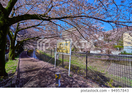 View of cherry blossom trees on the west side from the road along the Godagawa River (Sanno Bridge) near Tsurumaki 1-chome, Tama City, Tokyo in spring 94957843