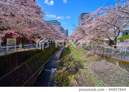 View of cherry blossom trees on the west side from the road along the Godagawa River (Sanno Bridge) near Tsurumaki 1-chome, Tama City, Tokyo in spring 94957844