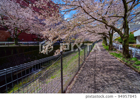 View of cherry blossom trees on the west side from the road along the Godagawa River (Sanno Bridge) near Tsurumaki 1-chome, Tama City, Tokyo in spring 94957845