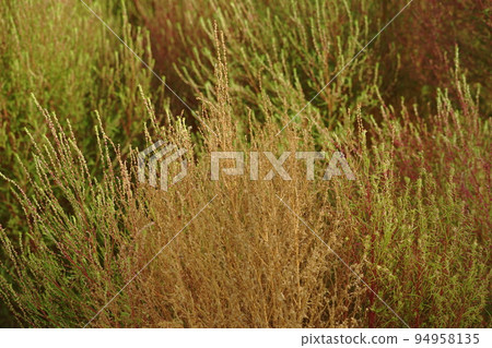 Autumn colored kochia 94958135