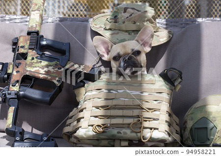A French Bulldog sits behind a bulletproof vest in the shade from the sun next to an Airsoft machine. Sunny day and hard shadows on the bench where the dog is looking at the camera. A French Bulldog sits behind a bulletproof vest in the shade from the sun next to an Airsoft machine. Sunny day and hard shadows on the bench where the dog is looking at the camera. 94958221