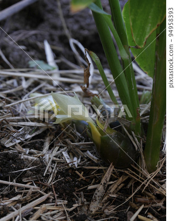 日本生薑 94958393