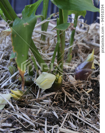 日本生薑 日本生薑 94958394