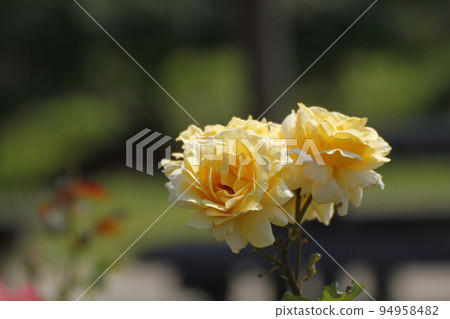 Arao City Ominous Citizen Flower Bed Rose Flower, Arao City Ominous Citizen Flower Bed Rose Flower, 94958482