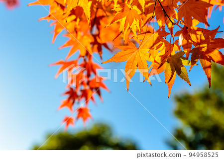 Colored yellow maple and autumn blue sky Background material of autumn maple Autumn image 94958525