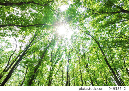 新鮮的綠色和陽光 94958542