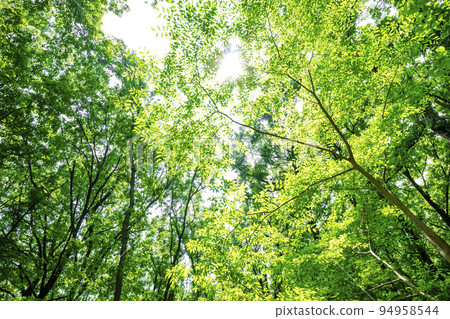 新鮮的綠色和陽光 94958544