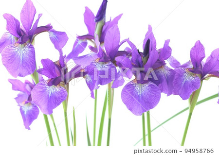 Iris purple Japanese flower appearance bright background beautiful 94958766