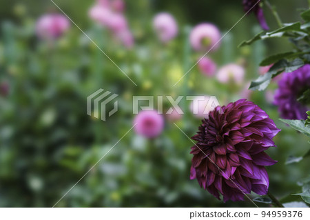 初秋茨城花卉公園的大麗花 初秋茨城花卉公園的大麗花 94959376