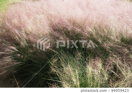 Muhlenbergia Capillaris 94959423