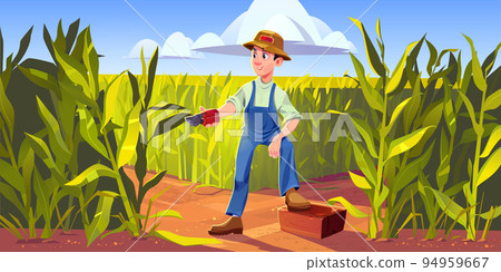 Man farmer work on corn field, maize meadow crop 94959667