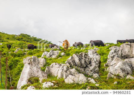 四國喀斯特高原風光 四國喀斯特高原風光 94960281