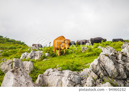 四國喀斯特高原風光 94960282