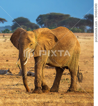 Creative Tanzania wildlife pictures  94960490