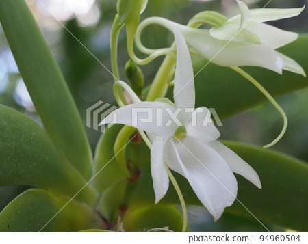 Angraecum leonis Angraecum leonis 94960504