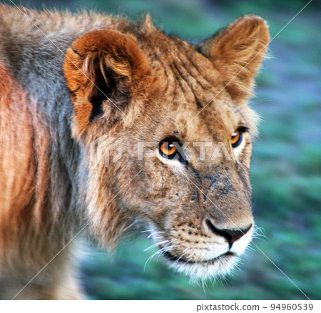 Tanzania wildlife pictures 94960539