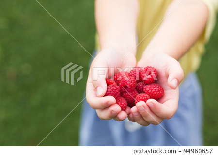 little girl child holding a handful of red berries,raspberries 94960657