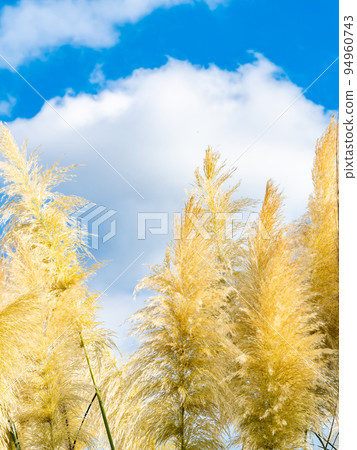 Refreshing autumn scenery Pampas grass shining in the clear autumn sky 94960743