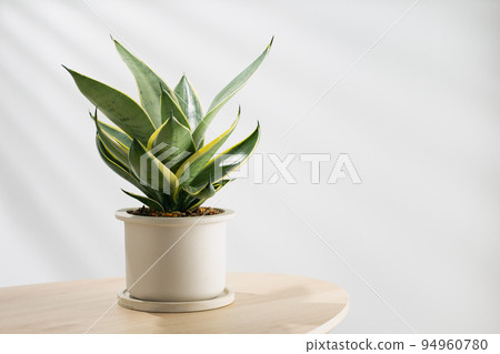 Decorative sansevieria plant 94960780