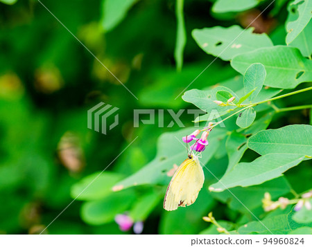 Beautiful autumn flowers, pretty and cute little clover flowers and monkey butterflies Beautiful autumn flowers, pretty and cute little clover flowers and monkey butterflies 94960824