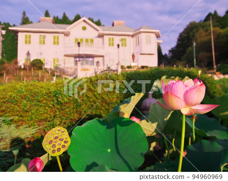 Taisho Roman Museum and lotus in the sunset Taisho Roman Museum and lotus in the sunset 94960969