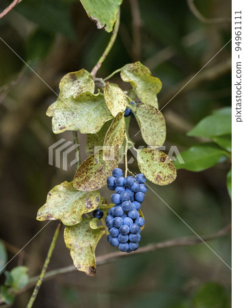 Fruit of Aotutsurafuji 94961111