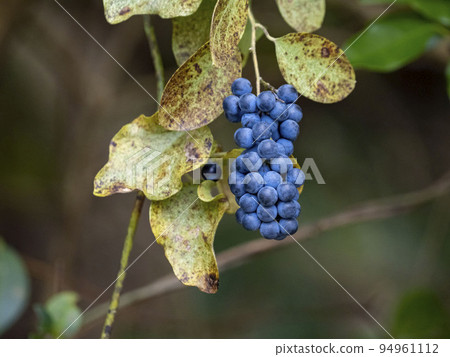 Fruit of Aotutsurafuji 94961112