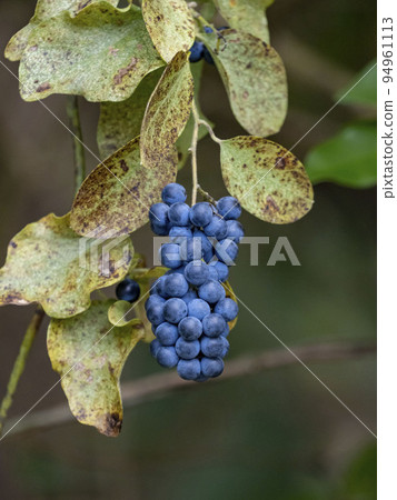Fruit of Aotutsurafuji 94961113
