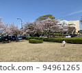Blue sky and cherry blossoms 94961265