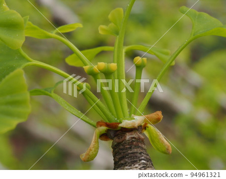 Ginkgo biloba (female flower) Ginkgo biloba 94961321