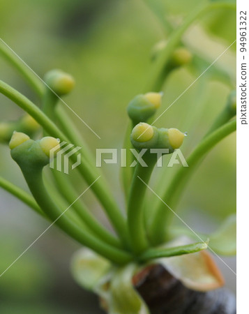Ginkgo biloba (female flower) Ginkgo biloba Ginkgo biloba (female flower) Ginkgo biloba 94961322