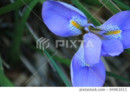 Blue winter iris flowers blooming in a Japanese garden in winter Blue winter iris flowers blooming in a Japanese garden in winter 94961611