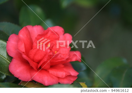 Red camellia flowers blooming in a Japanese garden in winter Red camellia flowers blooming in a Japanese garden in winter 94961612
