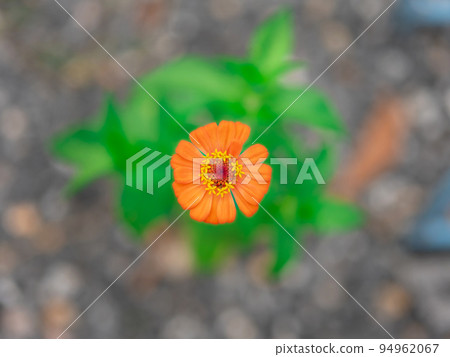 Single orange gerbera flower photo shoot Shallow depth of field from above in the garden of trees Single orange gerbera flower photo shoot Shallow depth of field from above in the garden of trees 94962067