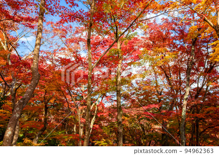 秋天在京都常寂光寺看到的紅色和橙色的秋葉和藍天 94962363