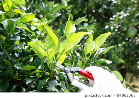 Cutting several summer and autumn treetops of Shiranui with scissors Cutting several summer and autumn treetops of Shiranui with scissors 94962365