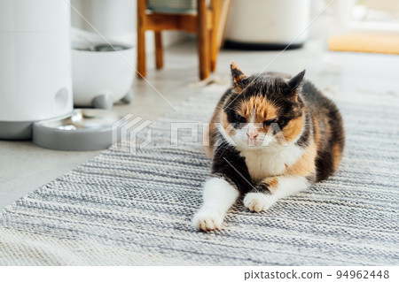Pleased, well-fed multicolor cat lying near smart feeder gadget with water fountain and dry food dispenser in cozy home interior. Home life with pet. Healthy pet food diet concept. Selective focus 94962448