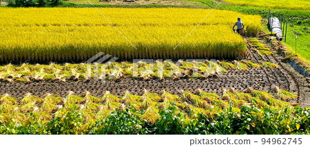 A person harvesting rice in a rice field A person harvesting rice in a rice field 94962745
