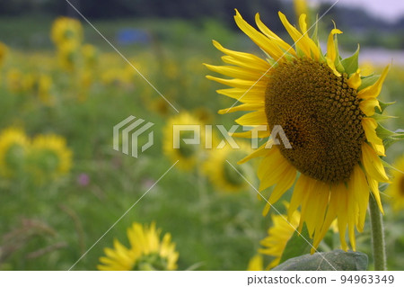 sunflower sunflower 94963349