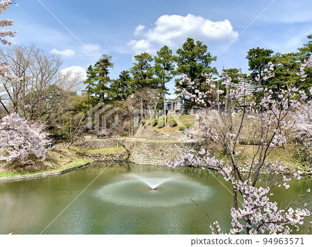 Cherry blossoms at Ryujobori moat [Okazaki Castle Park/Okazaki City, Aichi Prefecture] 94963571