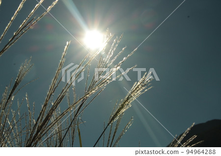 Bogatsuru遠足太陽和Susuki Bogatsuru遠足太陽和Susuki 94964288