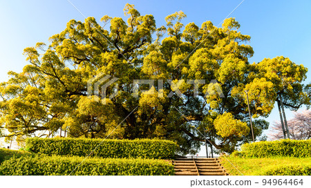 Jakushin-san's camphor (Jakushin-san's camphor) Tourist spot: Giant camphor tree, 800 years old 94964464